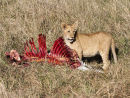 Lion cub at Kill