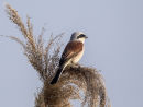Red Backed Shrike