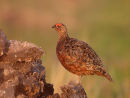 Red Grouse