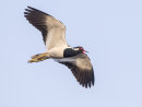Red Wattled Lapwing