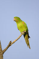 White eyed Parakeet