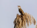 Reed Warbler
