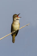 Reed Warbler