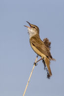 Reed Warbler