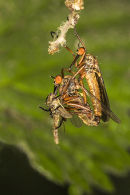 Robber flies with Prey