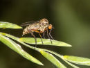Robber Fly