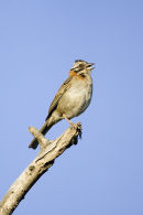 Rufous collard Sparrow