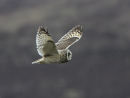 Short Eared Owl