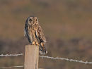 Short Eared Owl