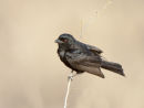 Drongo