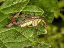 Scorpion Fly