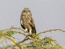 Short eared Owl