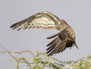 Short toed Snake Eagle 1