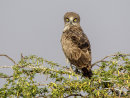 Short toed Snake Eagle 3