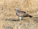 Short toed Snake Eagle