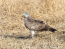 Short toed Snake Eagle