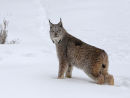 Siberian Lynx
