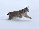Siberian Lynx