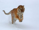 Siberian Tiger