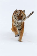 Siberian Tiger