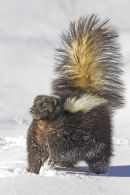 Striped Skunk