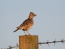 Skylark