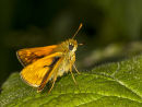Small Skipper