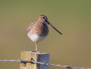 Snipe