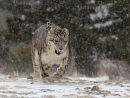 Snow Leopard
