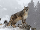 Snow Leopard