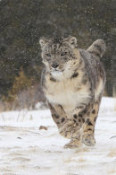 Snow Leopard