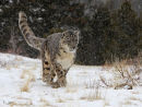 Snow Leopard
