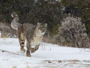 Snow Leopard