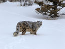 Snow Leopard