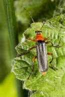 Soldier Beetle