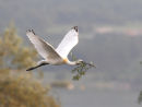 Spoonbill with Nesting