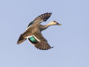 Spot billed Duck
