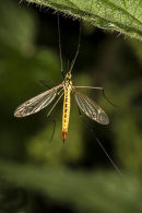 Spotted Crane Fly