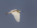 Squacco Heron Breeding Plumage
