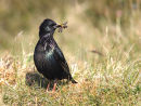 Starling