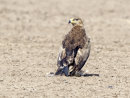 Steppe Eagle 1