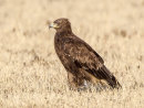 Steppe Eagle