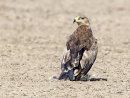 Steppe Eagle