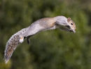 Grey Squirrel