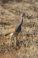 White bellied Bustard
