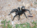 Tarantula