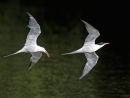 Tern Display