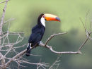 Toucan