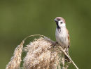 Tree Sparrow