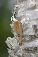 Narrow billed woodcreeper